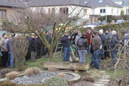 Photo atelier taille d'arbres fruitiers