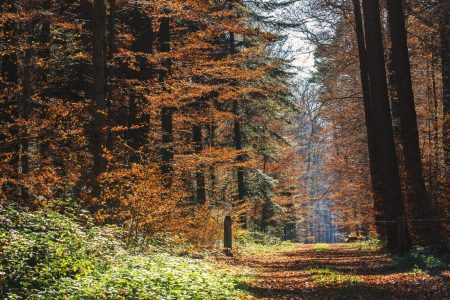Forêt de Rosheim