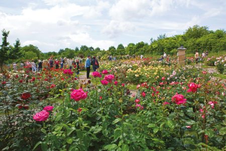 La Roseraie de Rosheim