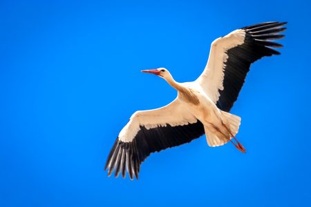 Stork in the sky